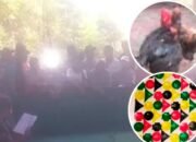 Arena Sabung Ayam di Lekok Ramai Lagi, Warga Gelisah, Polisi Ditunggu Aksinya?