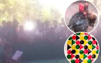 Arena Sabung Ayam di Lekok Ramai Lagi, Warga Gelisah, Polisi Ditunggu Aksinya?