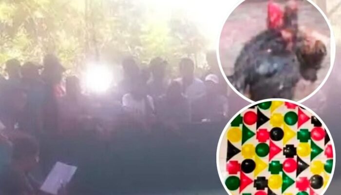 Arena Sabung Ayam di Lekok Ramai Lagi, Warga Gelisah, Polisi Ditunggu Aksinya?