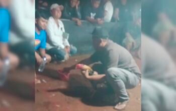 Kapolri Tegas Soal Judi, Tapi di Blandit Singosari Sabung Ayam Jalan Terus!